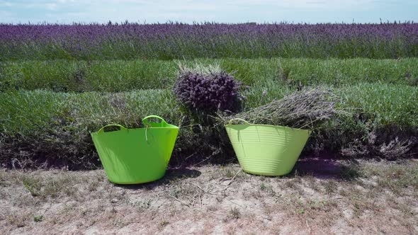 Lavender Cuts in the Buckets on the Cultivated Field