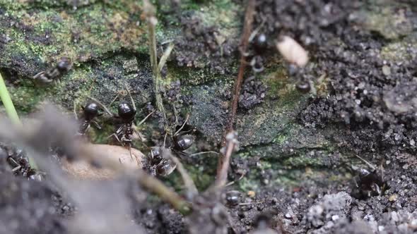 Black ants (lasius niger) carrying pupae to protect them after nest was disturbed.  Zoom out, slow m