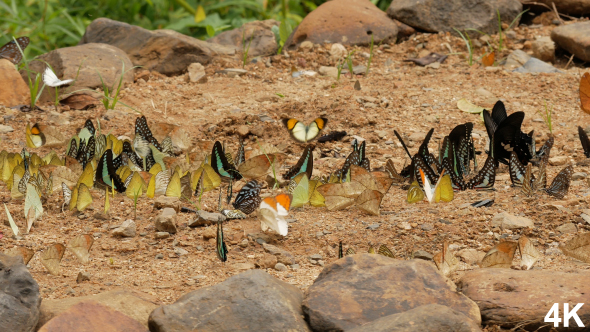 Butterflies Flying