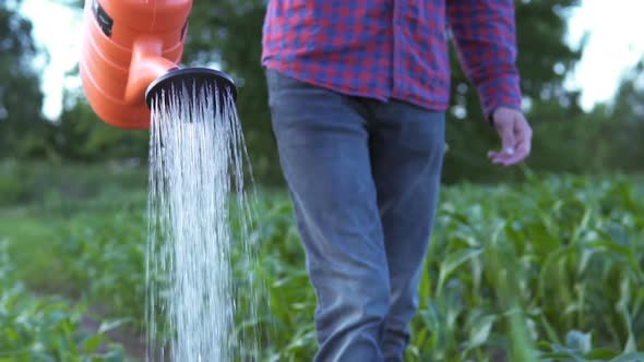 The farmer uses a watering can to water the plants and increase growth. Agricultural concepts