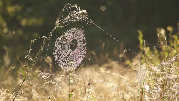 Spiderweb In The Grass With Dew Glistens In The Morning Sun.