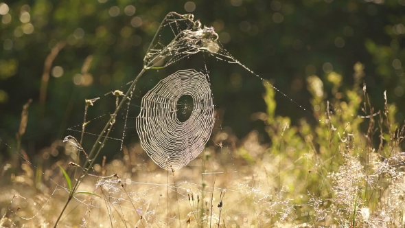 Spiderweb In The Grass With Dew Glistens In The Morning Sun.