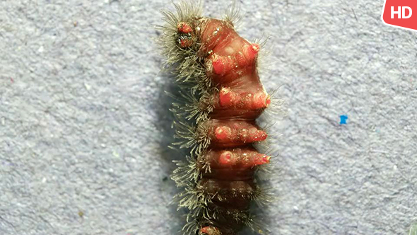 Living Caterpillar 0585