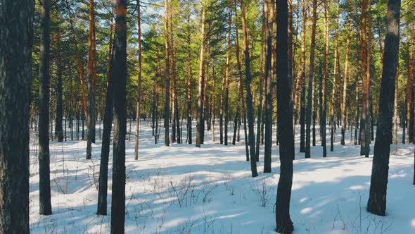 Motion Into Thick Shadow From Warm Lighted Area of Forest