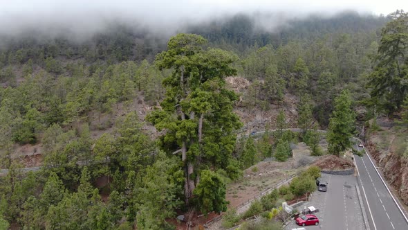 Aerial view of Pino Gordo, one of the oldest pine tree on earth, Tenerife, Spain
