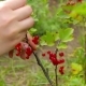 Harvesting. Young Woman Picking And Eats Currant Berries - VideoHive Item for Sale