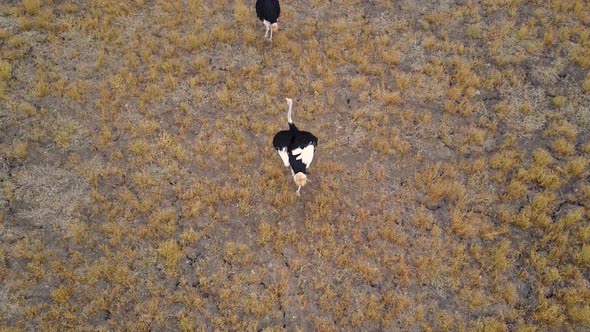 Two startled ostriches ruffling feathers and sprinting, Aerial Top View