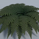 Fern - Low Poly - 3DOcean Item for Sale