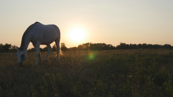Horse Grazing on the Meadow at Sunrise