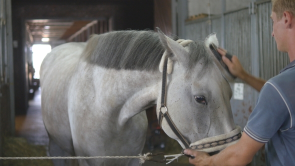 Young Boy Cleans a Horse's Head In a Stall. Man Cleans a White Horse From Dust And Dirt With Brush