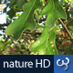 Nature HD | Green Leaves on Tree - VideoHive Item for Sale