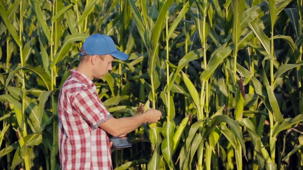 Young Farmer Checking Progress Of Corn Fields With Digital Tablet