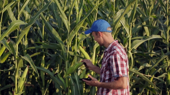 Farmer Checking Progress Of Corn Fields With Digital Tablet