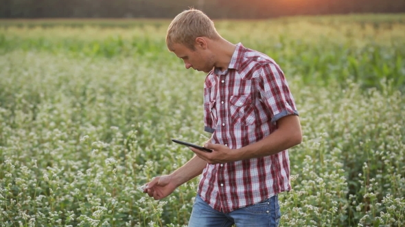 Young Farmer At Sunset With The Tablet.