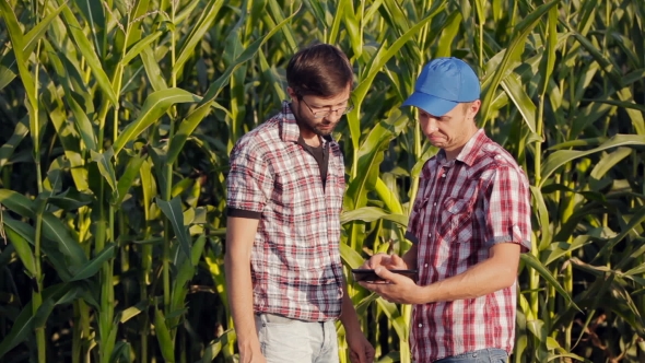 Two Young Farmer Near a Corn Crop With The Tablet