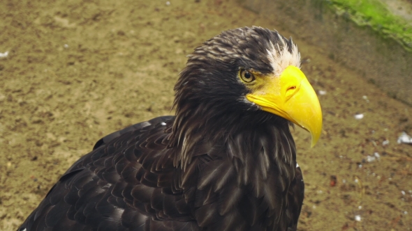 Steller's Sea Eagle