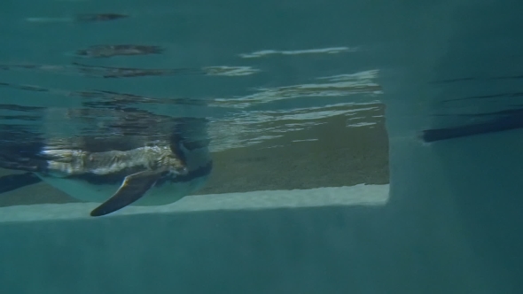 Humboldt Penguin Underwater