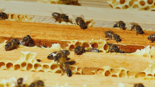 Bees Work On The Framework With Honey Top View