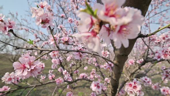 Slow Motion Closeup of Blooming Almond Tree Pink Flowers at Strong Wind During Springtime in Moldova