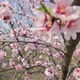 Slow Motion Closeup of Blooming Almond Tree Pink Flowers at Strong Wind During Springtime in Moldova - VideoHive Item for Sale