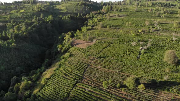 Unique aerial view of tea plantation on hill. Drone flying over Camelia green tea crops