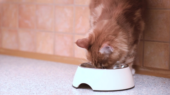 Maine Coon Cat Eating