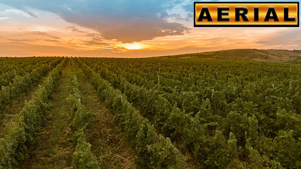 Fly Over A Hillside, Over Rows Of Vineyards