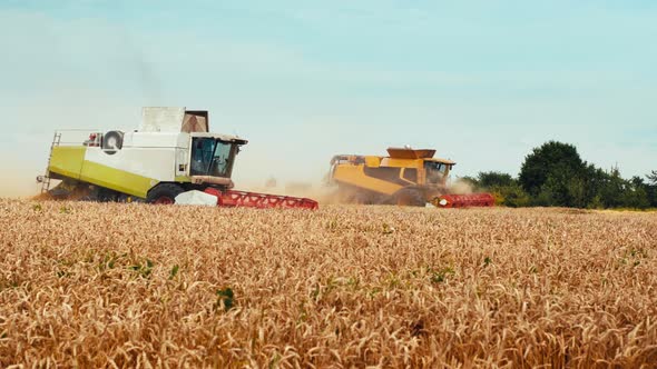 Wheat Harvesting on Field in Summer Season