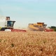 Wheat Harvesting on Field in Summer Season - VideoHive Item for Sale