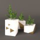 Plant Money Tree - 3DOcean Item for Sale