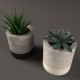 Plant Cactus and money tree - 3DOcean Item for Sale