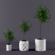 Plant ficus potted  - 3DOcean Item for Sale