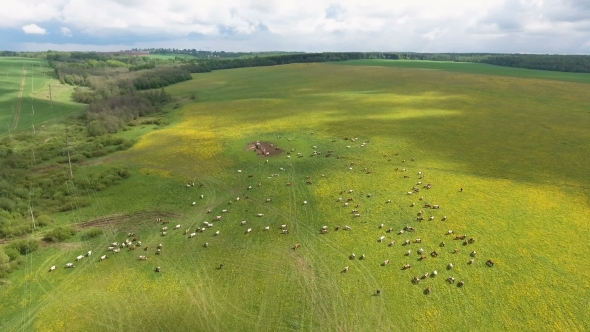 Flying Over Green Field With Grazing Cows