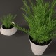 Plant in white plastic pot  - 3DOcean Item for Sale