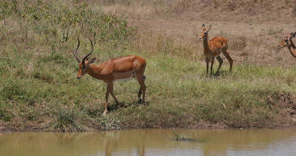 Impala, aepyceros melampus, Group standing at Waherhole, Nairobi Park in Kenya, Real Time 4K