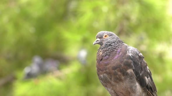 Pigeons In Green Nature