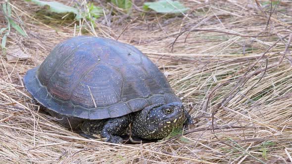 European Pond Turtle Sits in Dry Grass in Deciduous Forest