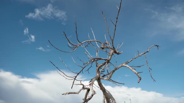 Timelapse of dry branches and blue sky