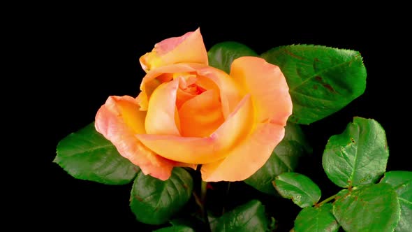 Time Lapse of Opening Orange Rose Flower