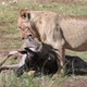 Lioness Carrying Wildebeest Carcass Through Field - VideoHive Item for Sale