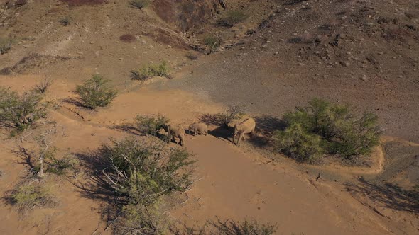 Aerial view of Elephants in Damaraland, Namibia.