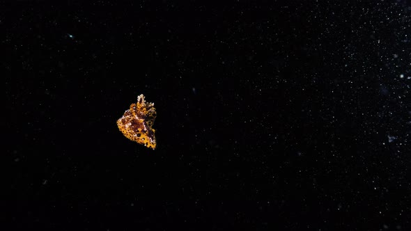 Unique underwater footage of a stunning Nudibranch plocamopherusing vigorously in the dark ocean cur