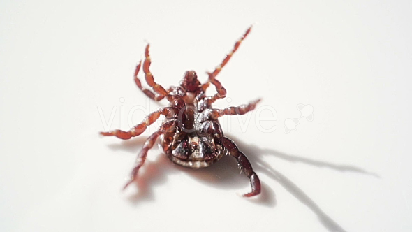 Insect Tick Moves Legs