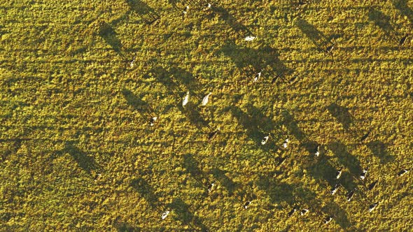 Aerial View Of Cattle Of Cows Grazing In Meadows Pasture