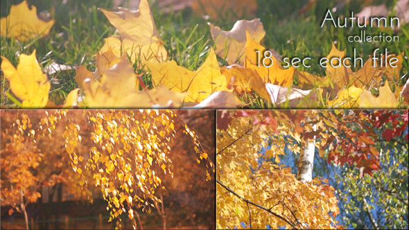 Golden Autumn Collection