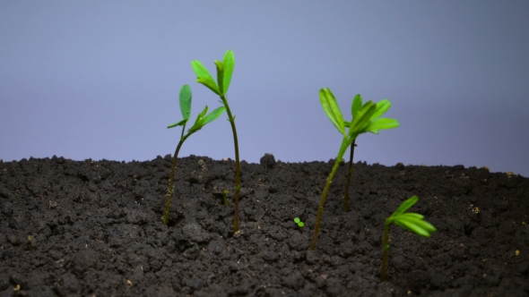 Green Vegetable Marrow Sprout Growing