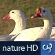 Nature HD | White Ducks - VideoHive Item for Sale