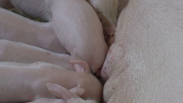 Pigs Sucking The Milk Of The Mother