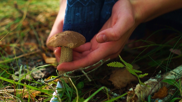 Girl Cutting Brown Cap Boletus in the Forest