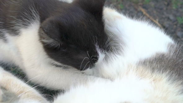 Cute Kitten Sucking Mother's Milk